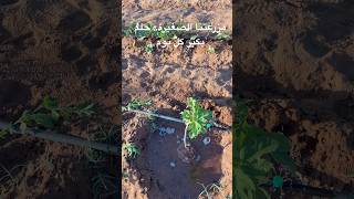 #الخضروات #حصاد#Agriculture#Beetroot#Farming#Shorts#Viral