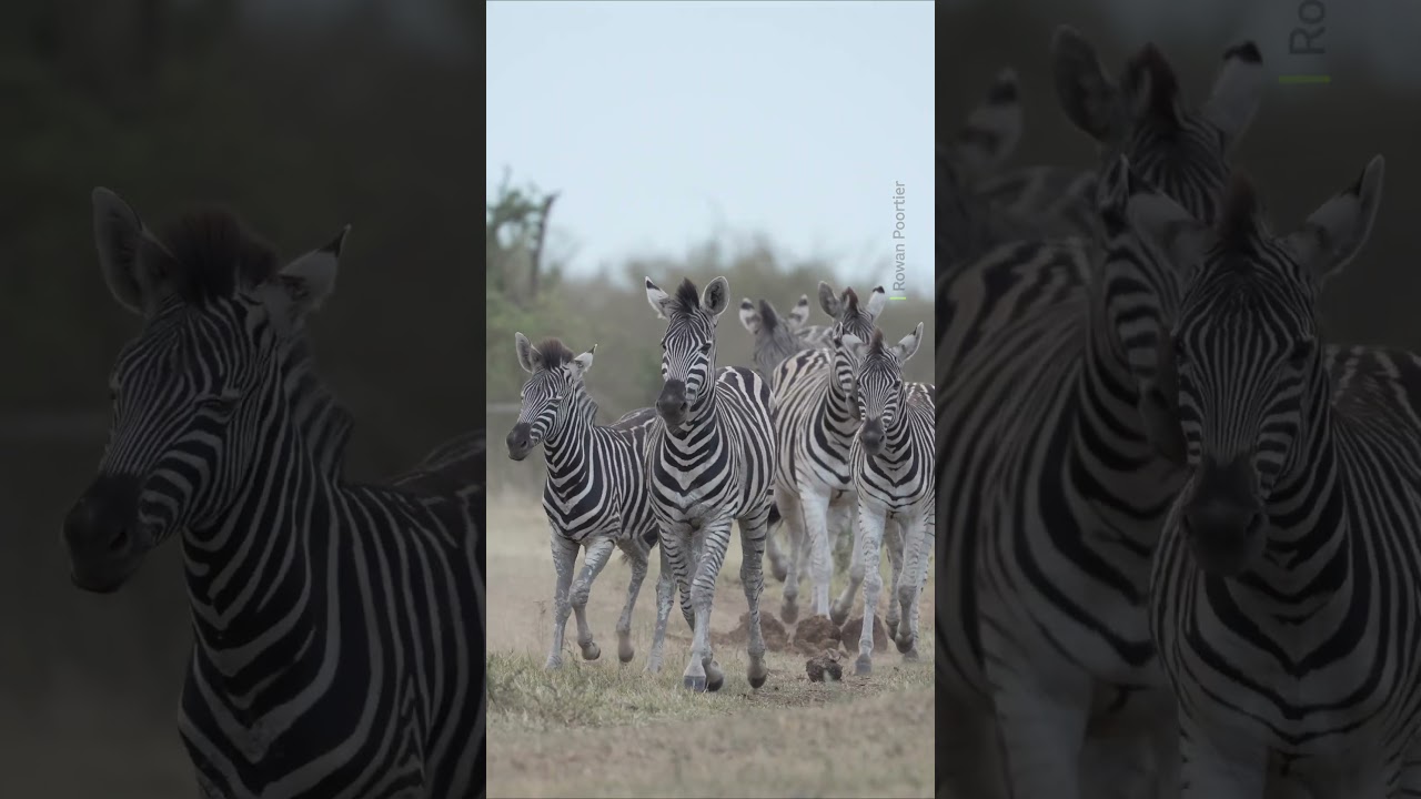 A group of zebras can be called a 'dazzle' ✨ 🦓 