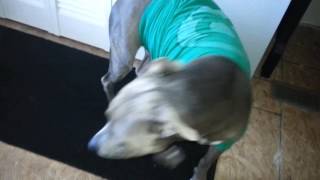 Halo the Pitbull Fashionista! by Haloskeeper1 329 views 7 years ago 1 minute, 40 seconds