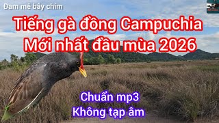 tiếng gà đồng, gà nước mới nhất 2026 - chuẩn mp3 không tạp âm 