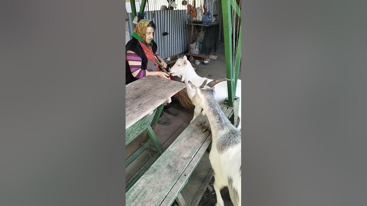 козочки їдять цукерки - YouTube