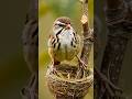 Sparrow Bird Showing His Nest Ep 20 #shorts #sparrow #birdnest