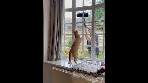 Cat Plays with Window Cleaner!
