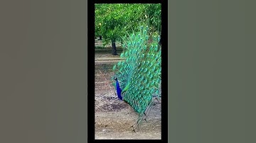 Thumbnail of Beautiful Peacock Showing his feathers with relaxing flute sound. 🦚