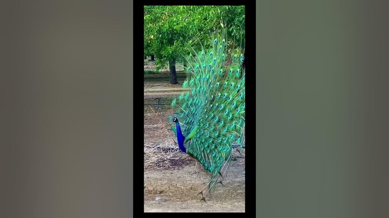 Beautiful Peacock Showing his feathers with relaxing flute sound. 🦚