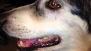 Dog Panting, Sniffing Chewing Music