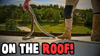 MASSIVE Carpet Python Hiding in a Whirlybird!