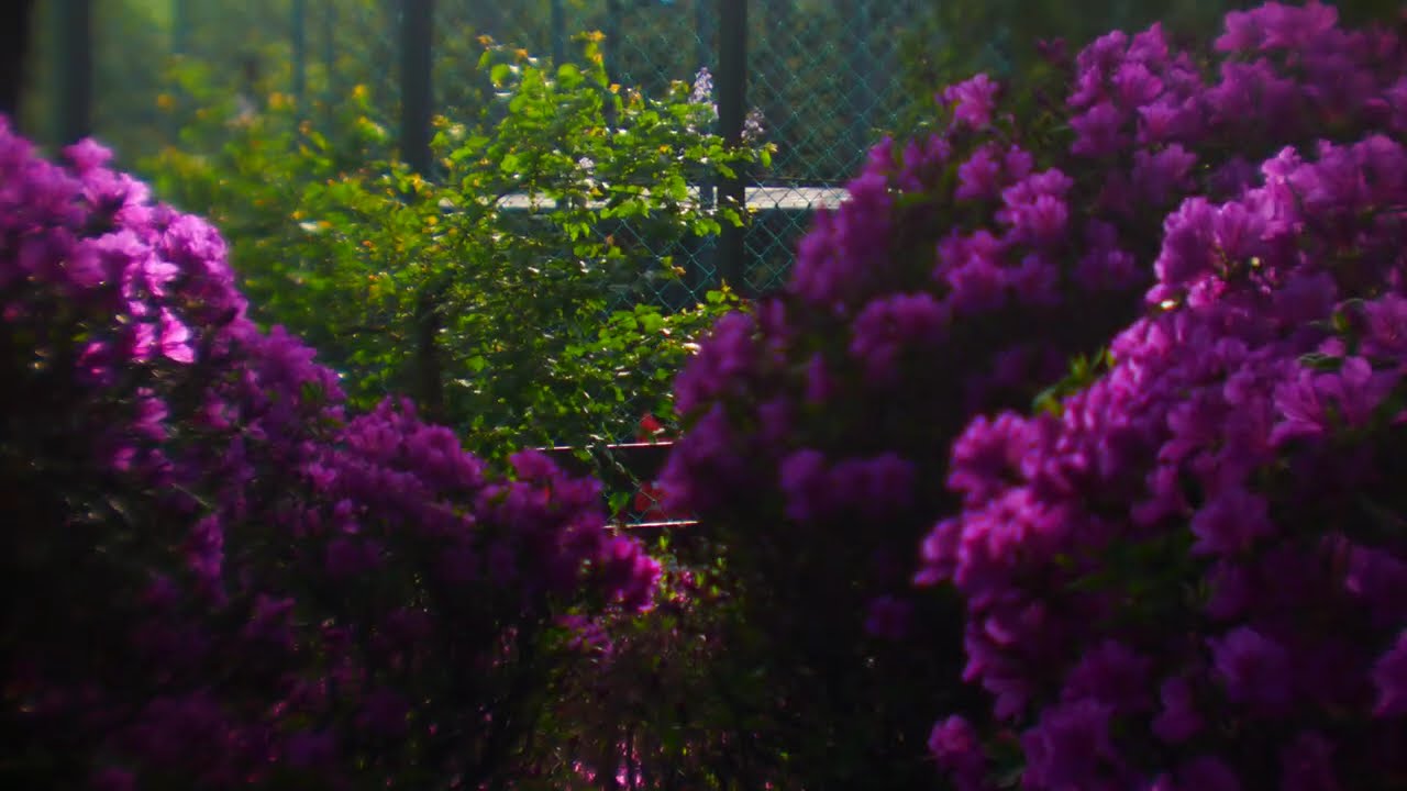 fujinon-tv 25mm f0.85 outdoor test - YouTube