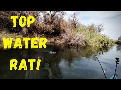 Top Water RAT! Bass fishing on the Salt River!