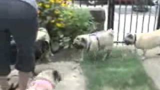 Pugfest 2010.wmv