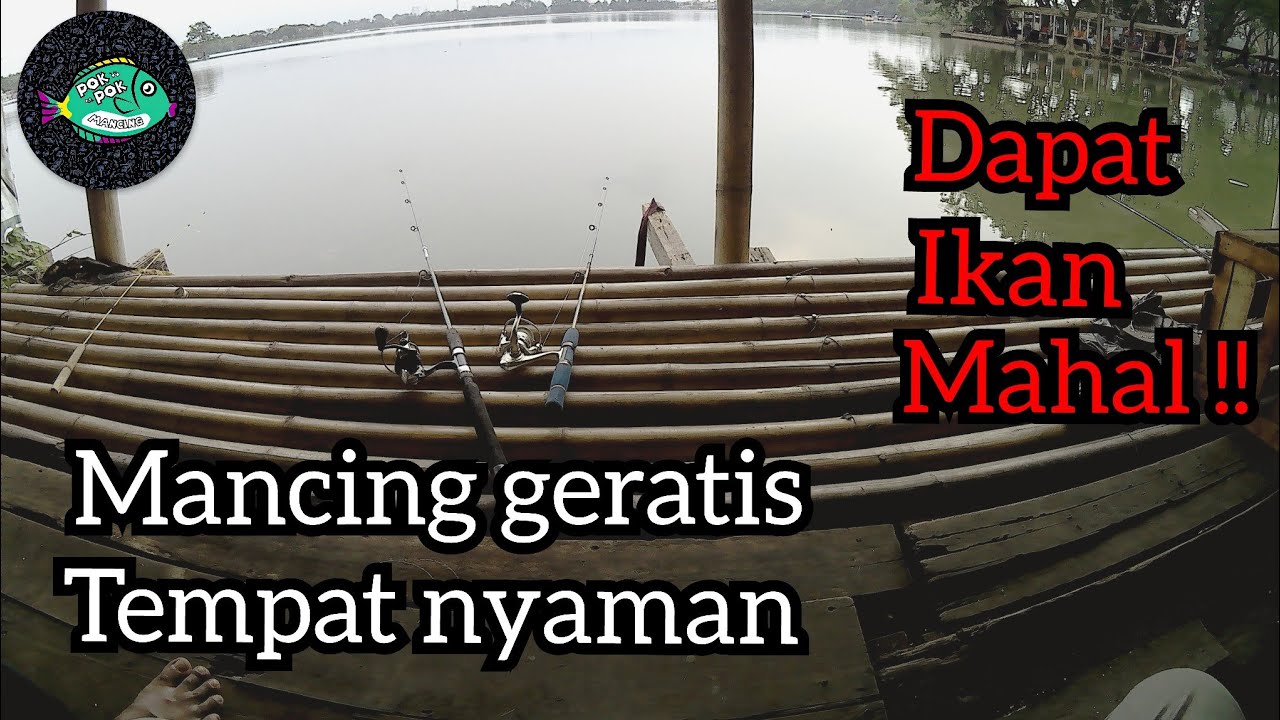 mancing ikan bloso | umpan mancing ikan bloso | mancing di danau cipondoh 