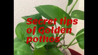 Secret tips of growing golden pothos || Money plant 2019 || pothos care Easiest plant to grow Secret tips of growing golden pothos || Money plant 2019 || pothos care Easiest plant to grow