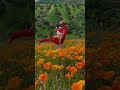 CALIFORNIA SUPERBLOOM IS HERE!
