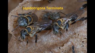Lepidotrigona Terminata - First Hive