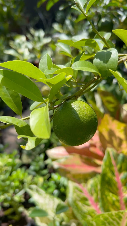Dalandan and lemon plants #j4vlogs #shortvideo #plants