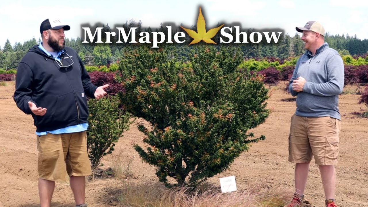 Acer palmatum 'Goshiki kotohime' Large Specimen Tree! | Dwarf Japanese Maple Perfect for Bonsai