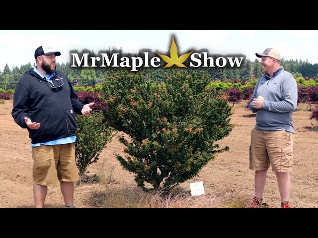 pinus brepo bonsai Twisty Mugo Pine main image 0