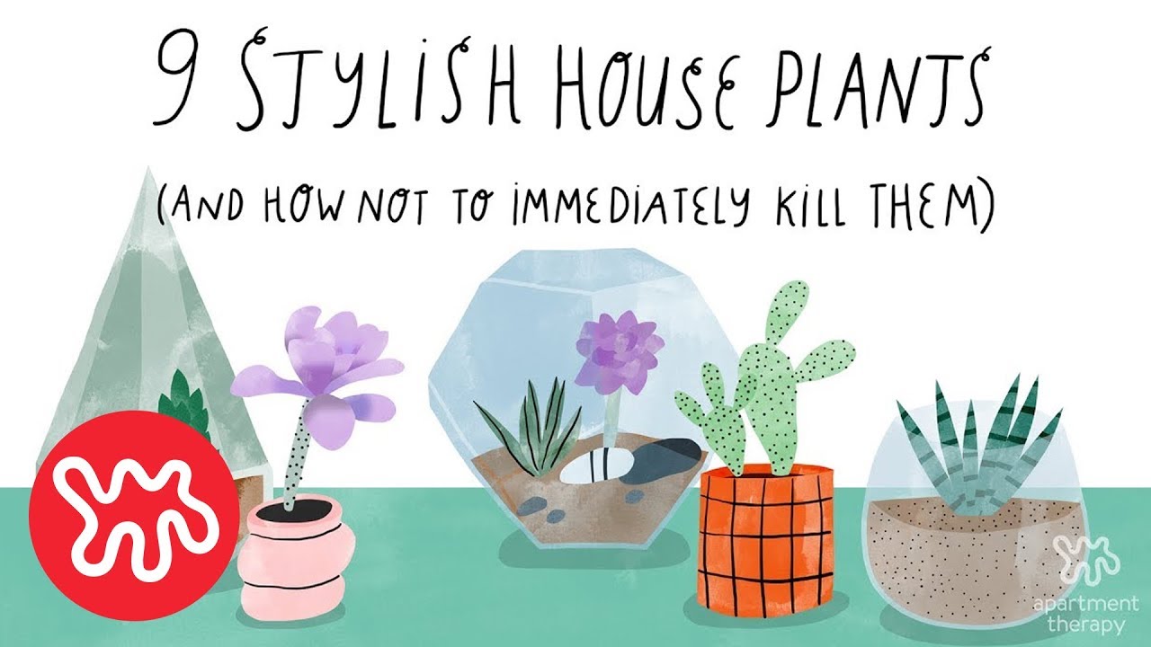 The Nine Houseplants You Can Keep Alive The Nine Houseplants You Can Keep Alive Apartment Therapy