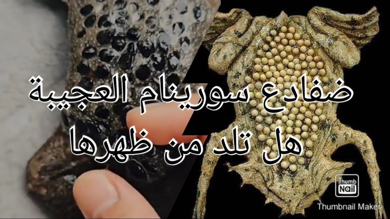 ضفادع سورينام| كيف تلد من ظهرها| baby born from mom's toad back| Pipa ...