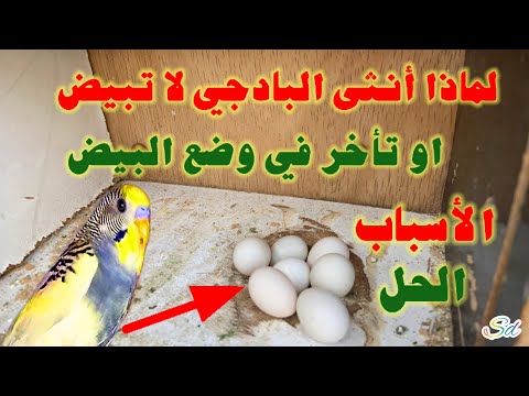 أسباب عدم وضع أنثى البادجي للبيض او تأخر في وضع البيض طيور حب البادجي طيور الزينة