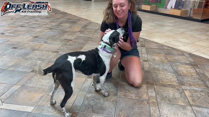 Roxie | 1.5 Year Old Cattle Dog Mix | Best Dog Trainer Cleveland, Ohio | Dog Reactivity