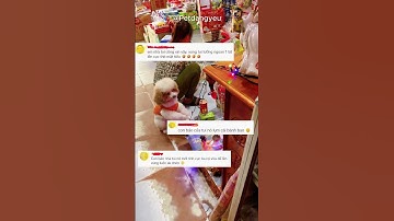 Ngày vía thần Tài con cũng đến lạy ông #shorts #poodle #funny #petdangyeu