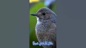 سورة مريم و،،كا.نك تسمعها لأ..و.ل مر.ة 💘💓..💛💮💟💝💕بصوت الشيخ حمزة مد،بو.ح🧡..💓❣️،.💐؛،💞🌸🌼