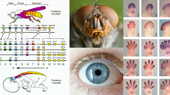 Kathryn Fleming on designing future species (Trail...