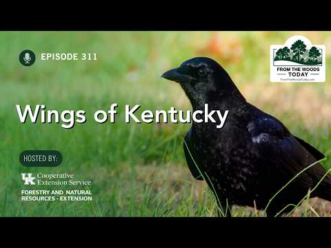 Wings of Kentucky - From the Woods Today - Episode 311