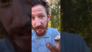 Regretful Mistake: Black Walnut Vs. English Walnut - Beware 🌰😱 Resimi