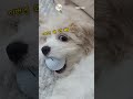 [카바푸 아티] 5개월 차 최고 입큰 강아지🐶.   The Biggest-Mouthed 5-Month-Old Puppy.