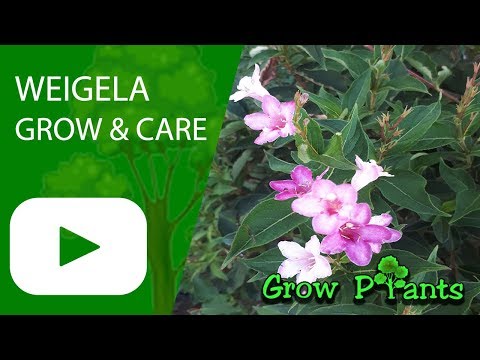 Weigela - Grow And Care