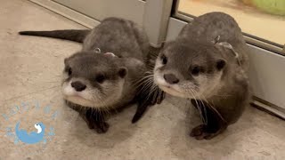 Baby Otters Meet Dad Secretly From Mom