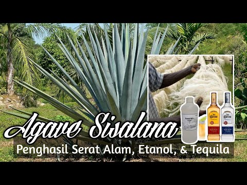 Video: Cara Membuat Pohon Sisal