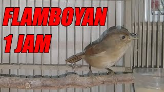 MASTERAN BURUNG FLAMBOYAN GACOR 1JAM COCOK BUAT PANCINGAN FLAMBOYAN