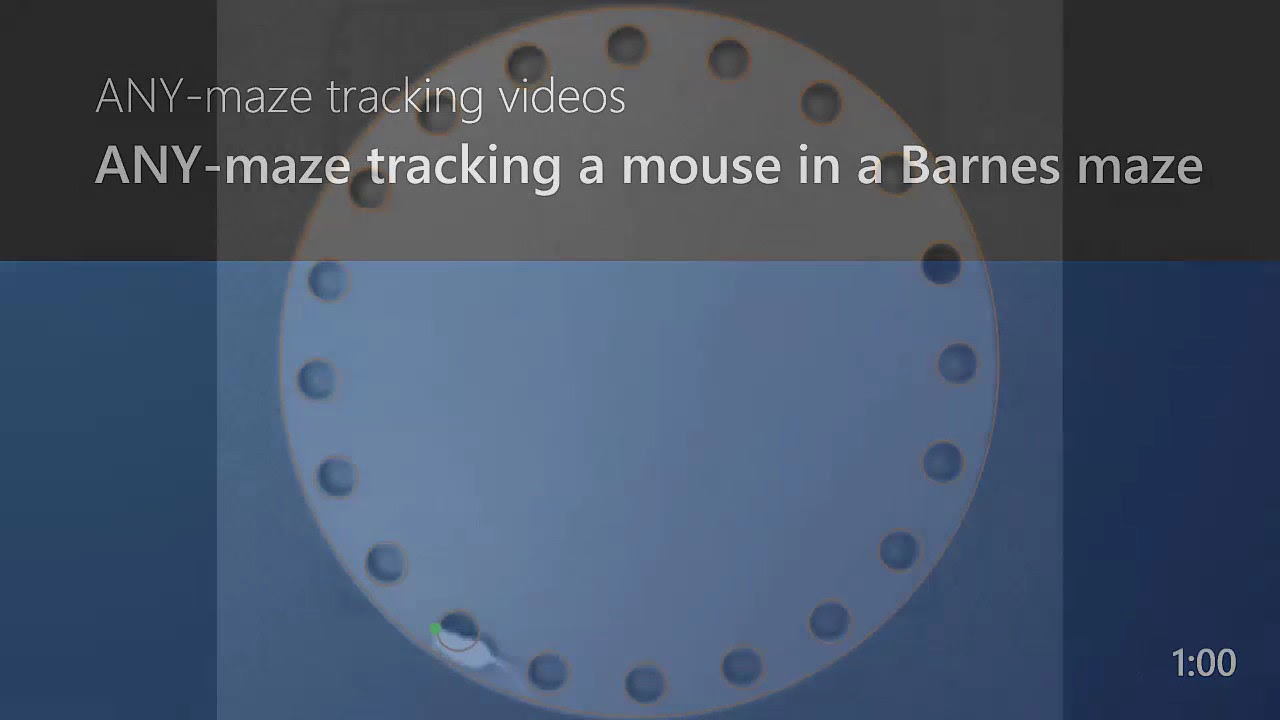 ANYmaze tracking a mouse in a Barnes maze YouTube