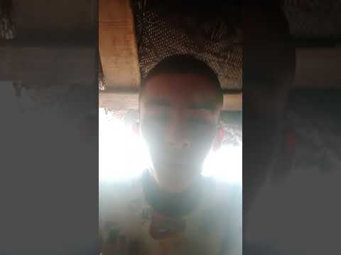 دريس مع الحمام الزجيل