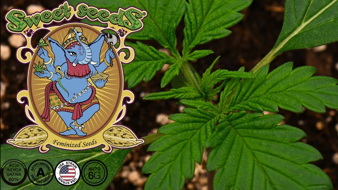 Jet Fuel Mandarine XL Auto | Week 2 | Sweet Seeds (Autoflower)