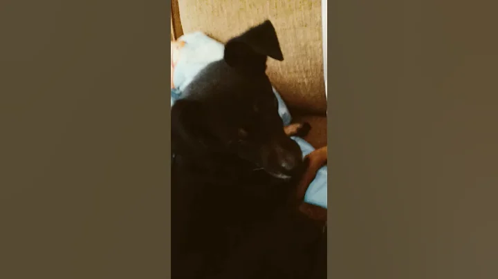 when your dog isn't a trained service dog but alerts you to seizures