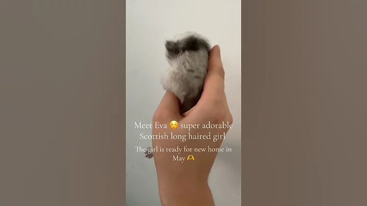 Watch the video about Scottish Fold with long hair in Miami