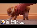 Kitten Who Couldn&#39;t Even Stand Decides He Wants To Walk | The Dodo