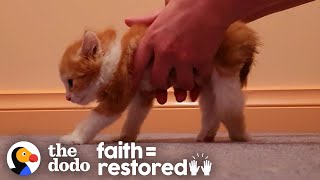 Kitten Who Couldn't Even Stand Decides He Wants To Walk | The Dodo