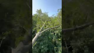 Another One Down! | Precision Tree Care Baraboo, WI | Expert Tree Care