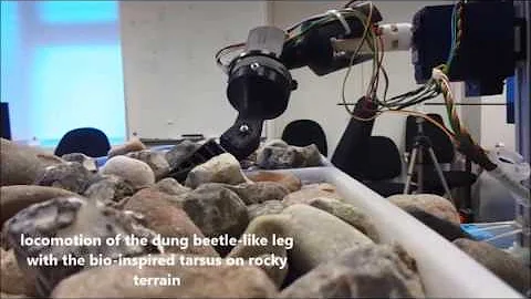A Robot Leg with Compliant Tarsus: Walking on Difficult Terrain