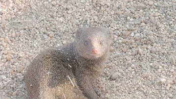 Dwarf Mongoose - Kruger National Park