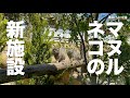 【マヌルネコ】新施設誕生 / New Area for Pallas's cats