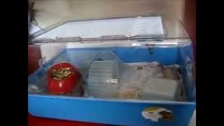 Mini Duna Hamster Cage by Ferplast for my syrian hamster