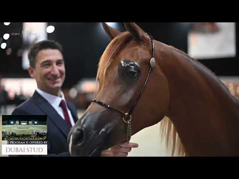 معرض المها الدولي 2025 SSC