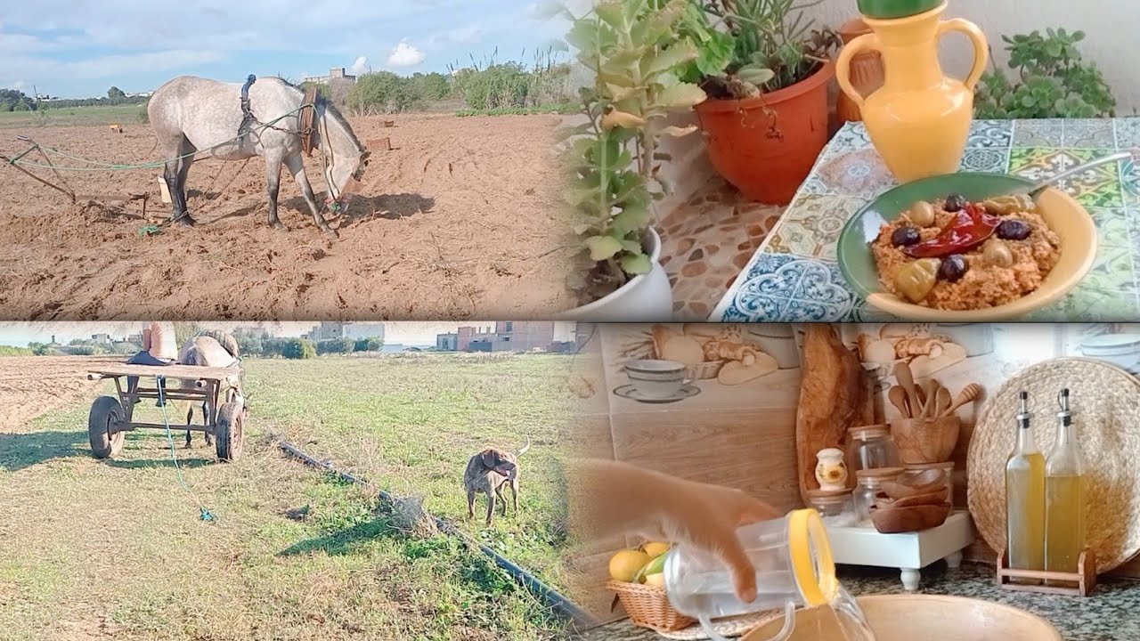 الريف التونسي/ كسكسي بالبسباس أو الفرفوشه/زرعنا البطاطا في السانيه/هاني جاوبتك على سؤالك