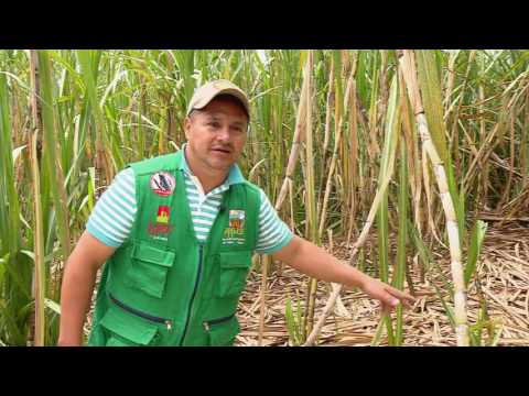 Video: Guía de poda de caña de azúcar: ¿es necesario podar la caña de azúcar?